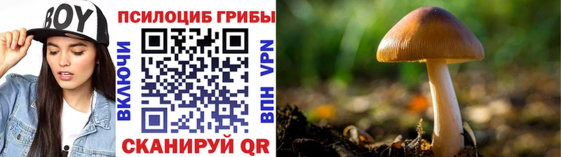 Галлюциногенные грибы Cubensis  дарк нет какой сайт  Апрелевка 